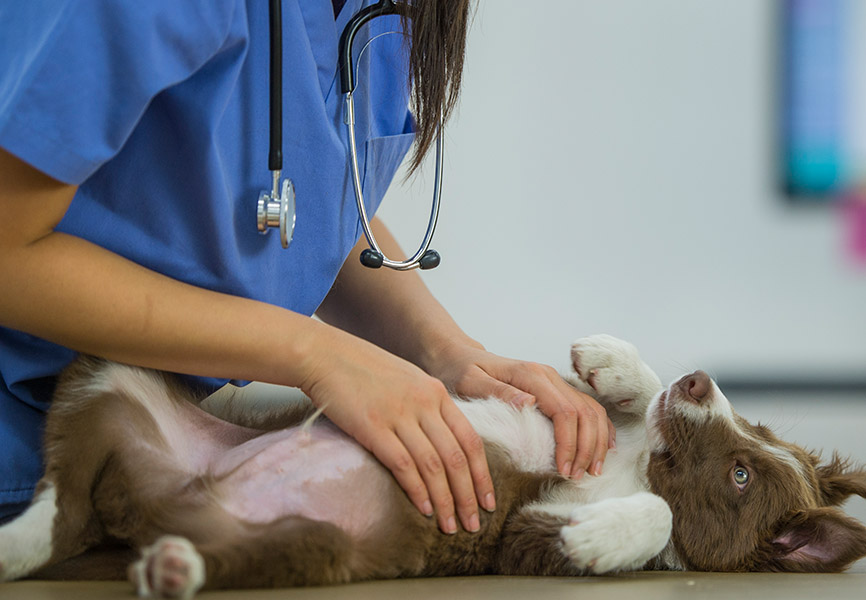 Dog getting belly rubbed at the vet